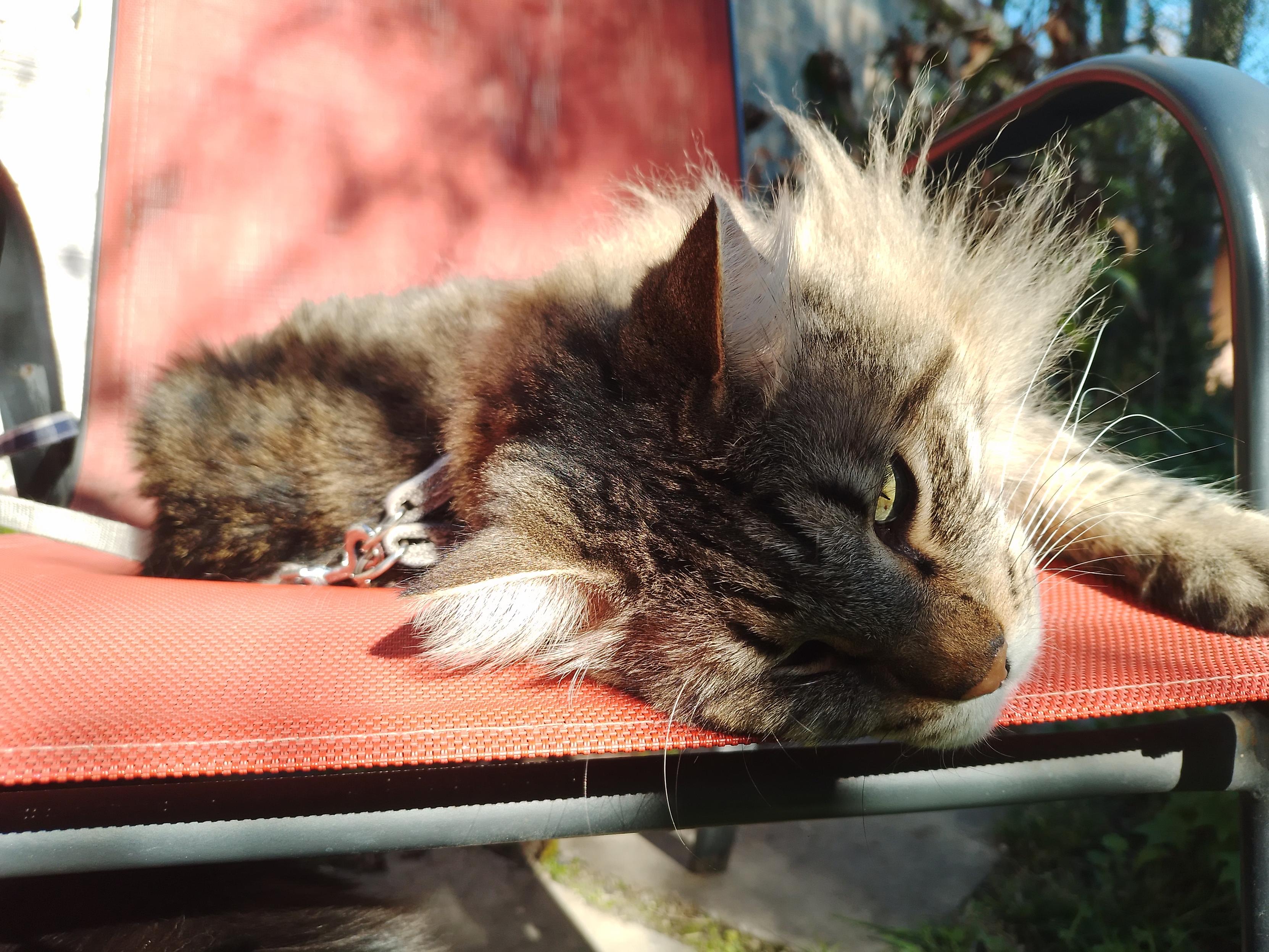 Sleepy cat lying on a garden chair, sunbathing and being cute and lazy. He's wearing a cat harness and leash.